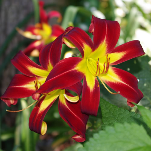 Hemerocallis I See Stars 